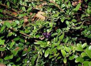 Lonicera nit. 'Elegant' geen maat specificatie 0,55L/P9cm - afbeelding 4