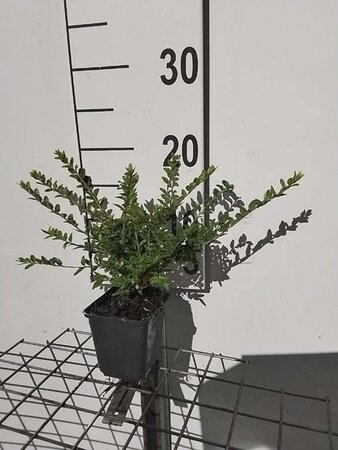 Lonicera nit. 'Maigrün' geen maat specificatie 0,55L/P9cm - afbeelding 4