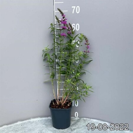 Lythrum salicaria geen maat specificatie cont. 2,0L - afbeelding 1