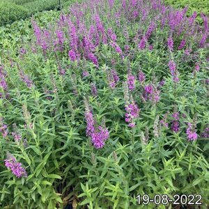 Lythrum salicaria geen maat specificatie cont. 2,0L - afbeelding 2