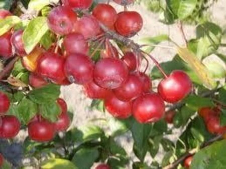 Malus 'Red Sentinel' 6-8 Halfstam wortelgoed