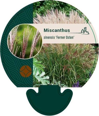 Miscanthus sin. 'Ferner Osten' geen maat specificatie 0,55L/P9cm - afbeelding 4