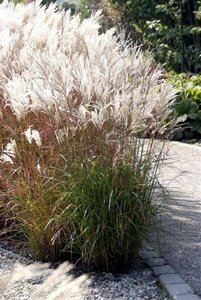 Miscanthus sin. 'Ferner Osten' geen maat specificatie 0,55L/P9cm - afbeelding 3