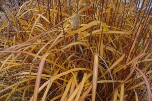 Miscanthus sin. 'Ferner Osten' geen maat specificatie 0,55L/P9cm - afbeelding 2