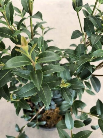 Osmanthus burkwoodii 60-80 cm cont. 5,0L - afbeelding 3