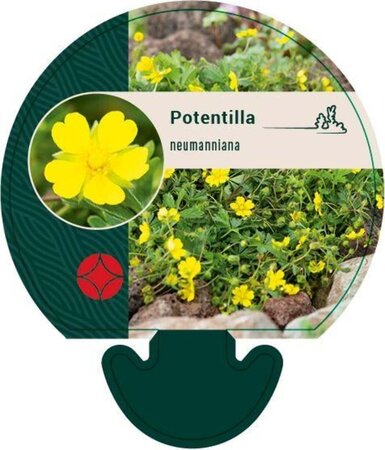 Potentilla neumanniana geen maat specificatie 0,55L/P9cm