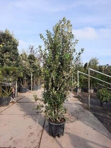 Quercus ilex 200-250 cm cont. 45L meerstammig - afbeelding 3