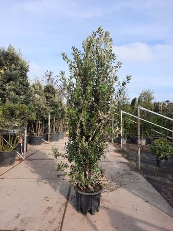 Quercus ilex 200-250 cm cont. 45L meerstammig - afbeelding 1