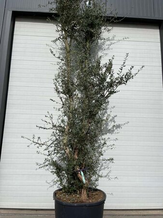 Quercus suber 375-400 cm container meerstammig - afbeelding 1