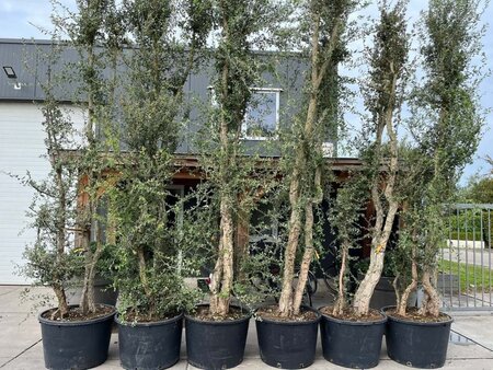 Quercus suber 375-400 cm container meerstammig - afbeelding 9