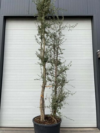 Quercus suber 375-400 cm container meerstammig - afbeelding 8