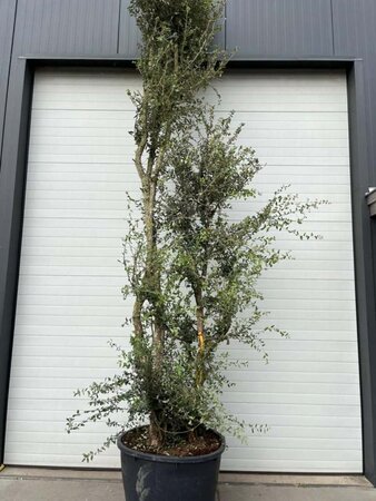 Quercus suber 375-400 cm container meerstammig - afbeelding 7