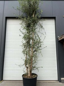 Quercus suber 375-400 cm container meerstammig - afbeelding 6