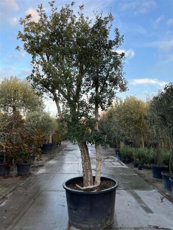 Quercus suber 375-400 cm container meerstammig - afbeelding 10