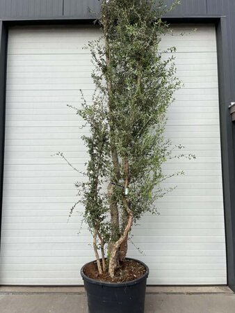 Quercus suber 375-400 cm container meerstammig - afbeelding 5