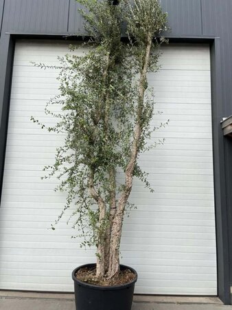 Quercus suber 375-400 cm container meerstammig - afbeelding 4