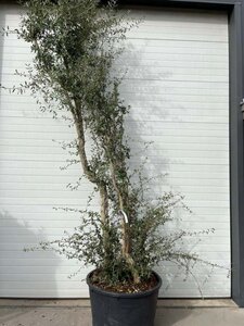 Quercus suber 375-400 cm container meerstammig - afbeelding 3