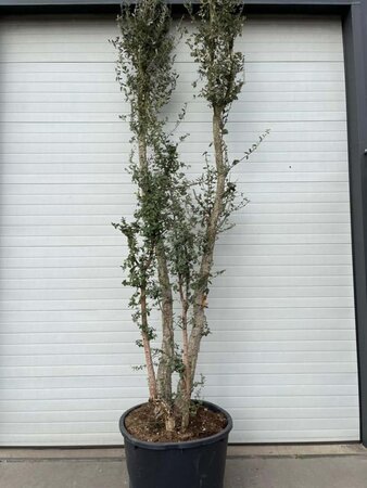 Quercus suber 375-400 cm container meerstammig - afbeelding 2