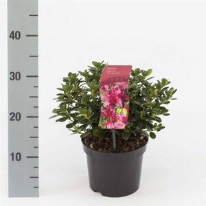 Rhododendron (AJ) 'Kermesina' ROZE 20-25 cm cont. 2,0L - afbeelding 4