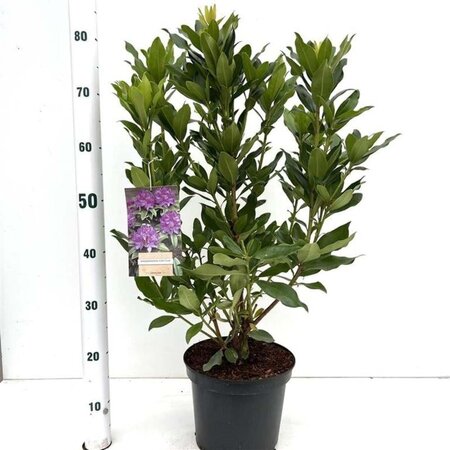 Rhododendron ponticum PAARS 40-50 cm cont. 5,0L - afbeelding 3