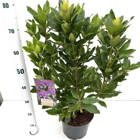 Rhododendron ponticum PAARS 40-50 cm cont. 5,0L - afbeelding 4