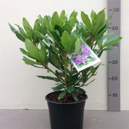 Rhododendron ponticum PAARS 40-50 cm cont. 5,0L - afbeelding 5