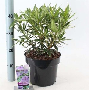 Rhododendron pont. 'Variegatum' PAARS 30-40 cm cont. 5,0L - afbeelding 3