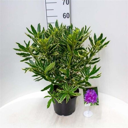 Rhododendron pont. 'Variegatum' PAARS 30-40 cm cont. 5,0L - afbeelding 4