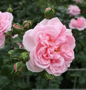 Rosa (P) Home & Garden geen maat specificatie cont. 3,0L - afbeelding 1