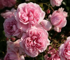 Rosa (P) Home & Garden geen maat specificatie cont. 3,0L - afbeelding 2