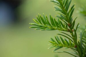 Taxus baccata 120 cm met kluit bol - afbeelding 5