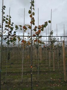 Tilia cordata 8-10 Hoogstam wortelgoed - afbeelding 6