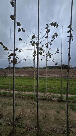 Tilia cordata 8-10 Hoogstam wortelgoed - afbeelding 3