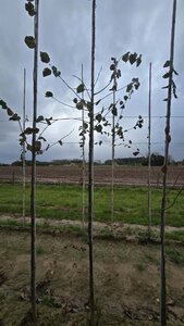 Tilia cordata 8-10 Hoogstam wortelgoed - afbeelding 3