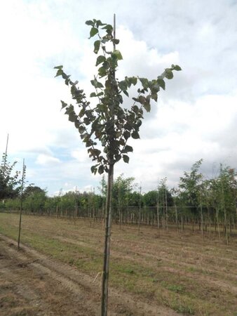 Tilia cordata 8-10 Hoogstam wortelgoed - afbeelding 1