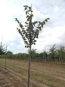 Tilia cordata 8-10 Hoogstam wortelgoed - afbeelding 1