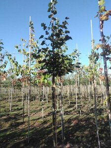 Tilia cordata 8-10 Hoogstam wortelgoed - afbeelding 4