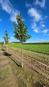 Liquidambar styraciflua 14-16 Hoogstam draadkluit 2 X verplant - afbeelding 1