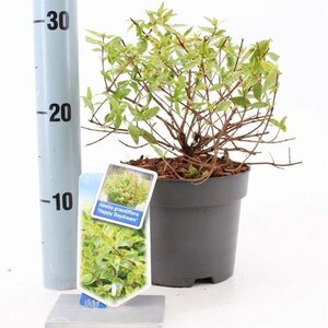 Abelia grandifl. Happy Daydream 25-30 cm cont. 2,0L - image 1