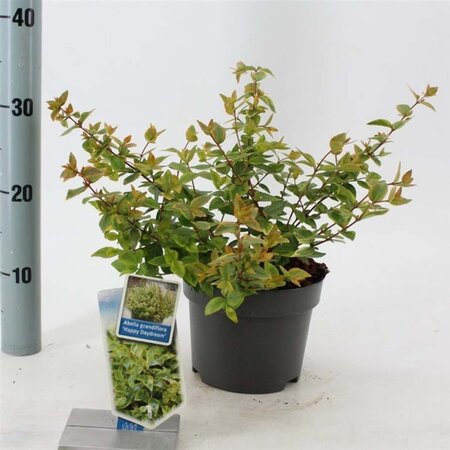 Abelia grandifl. Happy Daydream 25-30 cm cont. 2,0L - image 2