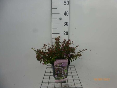 Abelia 'Edward Goucher' 20 cm cont. 2,0L