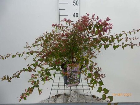 Abelia 'Edward Goucher' 30-35 cm cont. 3,0L