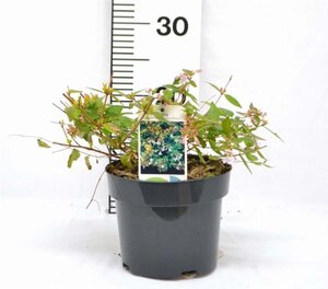 Abelia grandifl. 'Francis Mason' 25-30 cm cont. 3,0L - afbeelding 2