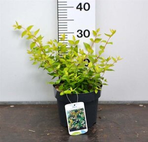 Abelia grandifl. 'Francis Mason' 25-30 cm cont. 3,0L - afbeelding 1