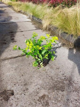 Abelia grandifl. 'Francis Mason' 30-40 cm cont. 3,0L