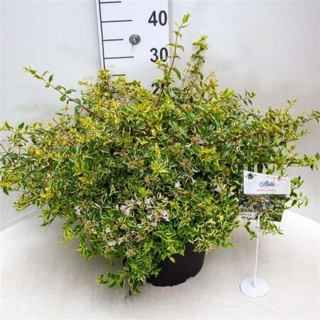 Abelia grandifl. 'Hopleys' 40-50 cm cont. 10L