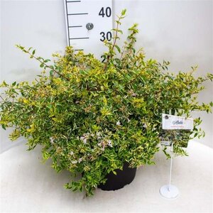 Abelia grandifl. 'Hopleys' 40-50 cm cont. 10L