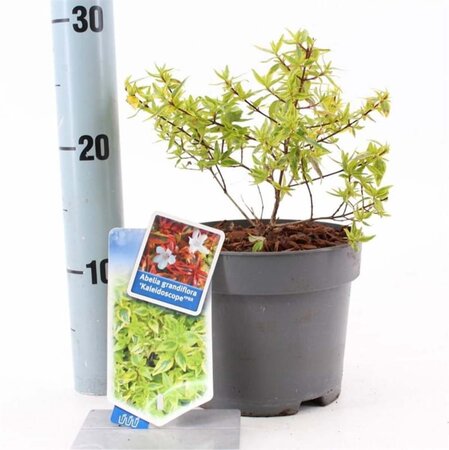 Abelia grandifl. 'Kaleidoscope' 25-30 cm cont. 2,0L - afbeelding 2