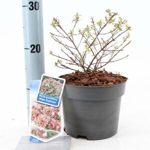 Abelia grandifl. Magic Daydream 25-30 cm cont. 2,0L - image 1