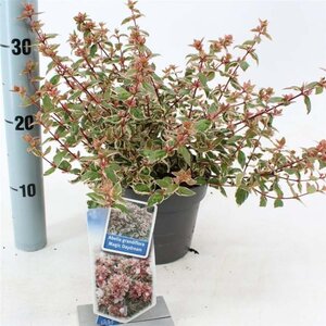 Abelia grandifl. Magic Daydream 25-30 cm cont. 2,0L - image 3